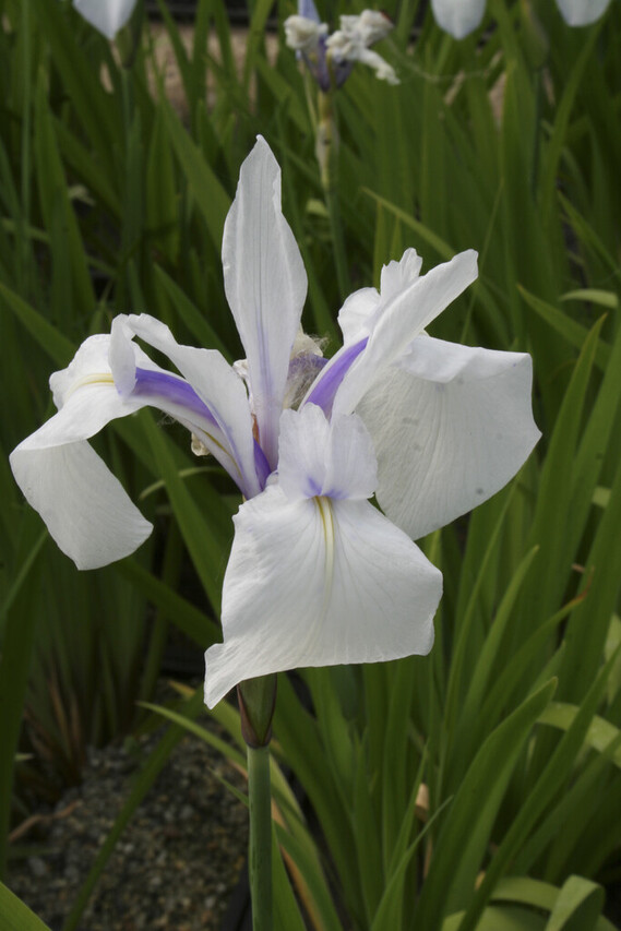 IRIS SNOWDRIFT